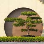 taille-arbre-architechture