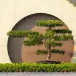 taille-arbre-architechture