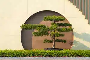 taille-arbre-architechture