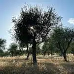 tarif-abattage-et-elagage-arbre
